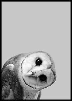 black and white photograph of an owl looking at the camera with its eyes wide open