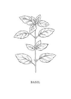 basil plant with leaves on white background