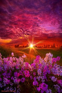 the sun is setting over a field full of wildflowers with purple flowers in bloom