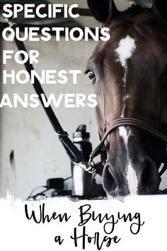 a brown horse with white spots on it's face and the words specific questions for honest answers