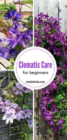 clematis care for beginners