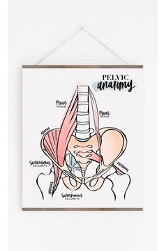 Pelvic Anatomy Poster | Spine | ANS | Spinal Column | Chiropractor | Hand Lettered | Anatomy | Psoas Clinic Artwork, Chiropractic Posters, Letter Anatomy, Clinic Poster, Informational Poster, Nature Office, Chiropractic Logo, Chiropractic Art, Chiropractic Office Design