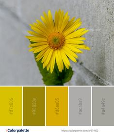 a yellow flower sitting on top of a green leaf next to a gray brick wall