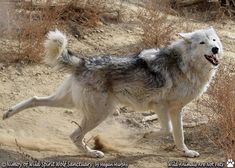 a gray and white wolf running in the dirt