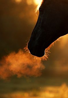 an image of a horse with the caption'aff der suche nach mind '