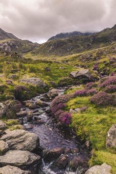 a small stream running through a lush green valley filled with rocks and purple wildflowers