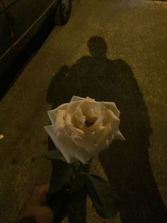 the shadow of a person standing next to a white rose in front of a parked car