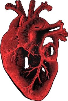 the human heart is shown in red and black