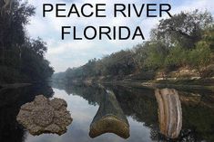 there is a river with trees and rocks in the water that says peace river florida