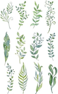 a bunch of green leaves and plants on a white background with the words,'watercolor