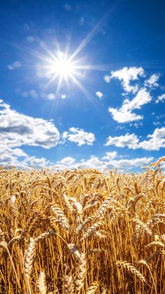 the sun shines brightly over a field of ripe wheat on a sunny day with blue sky and clouds