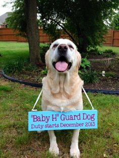 a dog holding a sign that says baby h guard dog duty starts december 2013