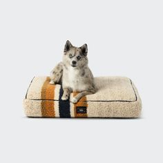 a small dog sitting on top of a pillow