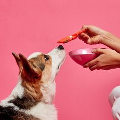 a dog eating out of a pink bowl while being fed by someone's hand