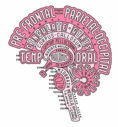 a drawing of a pink brain with words written in the shape of an occipitus