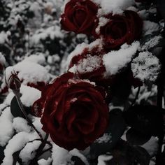 red roses are covered with snow in the winter