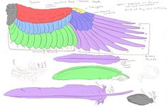 an image of different types of wings on a white sheet with blue, green, red and purple colors