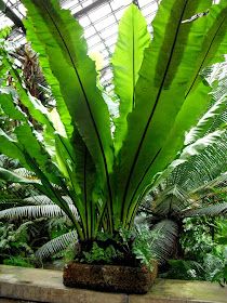 a large green plant sitting in the middle of a room filled with lots of plants