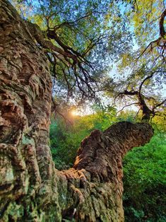 the sun shines through the branches of an old, mossy tree in a forest