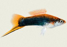 an orange, black and white fish swimming in the water with its head turned to the side