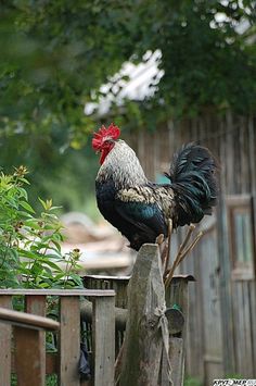 a rooster standing on top of a wooden fence