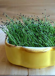 a yellow bowl filled with green grass on top of a wooden table