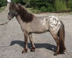 a brown and white horse standing on top of a gravel road