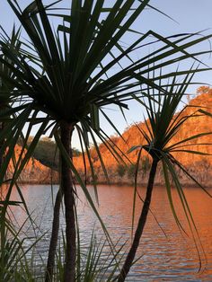 palm trees are next to the water and some hills in the background with orange hues