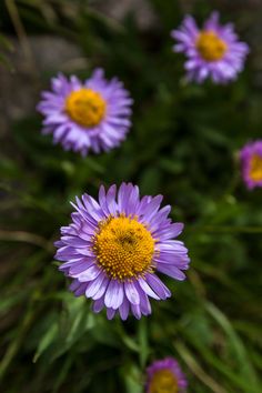 purple flowers with yellow centers in the middle