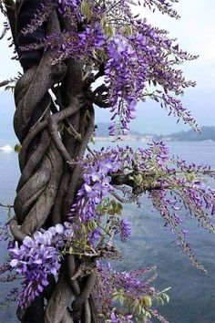 purple flowers growing on the side of a tree