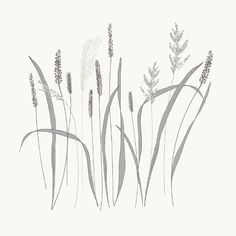 an image of some plants that are in black and white colors on a white background