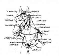 a diagram of the parts of a horse's bridle and its features