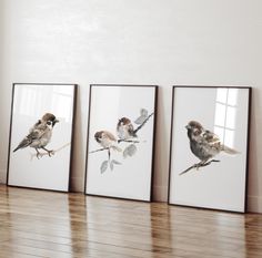 three framed birds sitting on top of a wooden floor