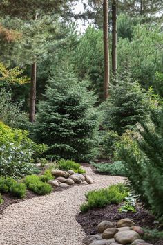 a path in the middle of a forest with lots of trees and rocks on it