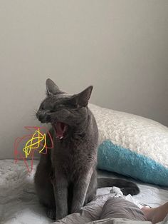 a gray cat sitting on top of a bed next to a person