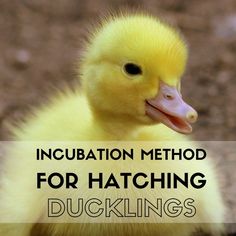 a yellow duckling with the words, incubation method for hatching ducks