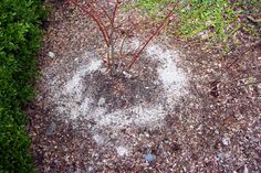 an aerial view of a small tree in the middle of some dirt and grass,