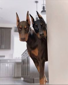 two dogs standing next to each other near a wall in a kitchen and looking at the camera