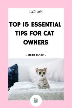 a cat sitting on top of a bed with the words cats are top 15 essential tips for