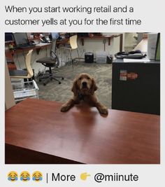 a dog sitting on top of a wooden table next to a computer desk with the caption, when you start working retail and a customer yells at you for the first time