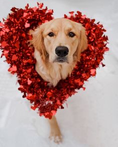 a golden retriever dog wearing a heart shaped wreath