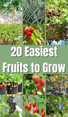 20 easyest fruits to grow in the garden with lots of fruit growing on them