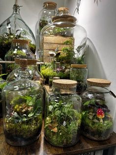 several glass jars filled with plants and rocks