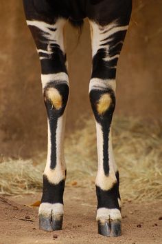 the legs and feet of a zebra with black and white stripes on it's body