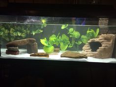 an aquarium with plants and rocks in it