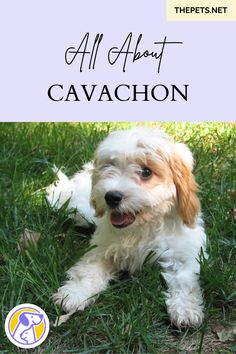 a small white and brown dog laying in the grass with text overlay that reads all about cavachon