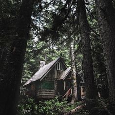 a cabin in the woods surrounded by tall trees