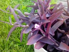 purple flowers in a white pot on the grass