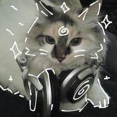 a cat with headphones on it's face