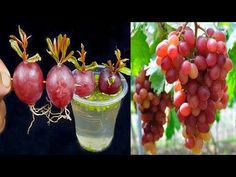 grapes are growing on the vine next to a cup